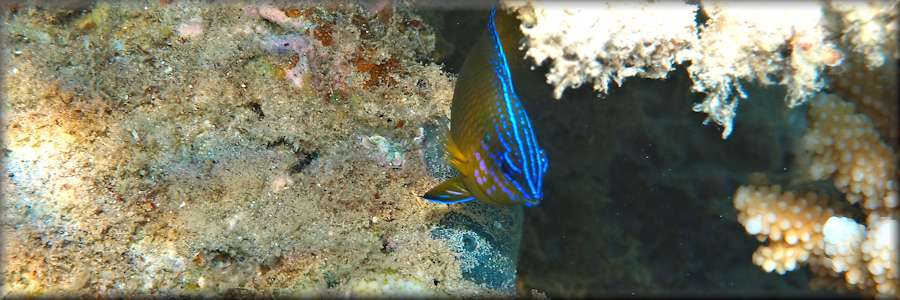 One-spot damselfish